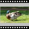 111_canard.mp4