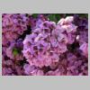 88_Fleurs.jpg