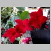 41_Fleurs.jpg