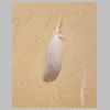 033_plume.jpg