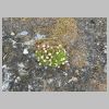 07_saxifrage_cespite.jpg