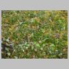08_saule_polaire.jpg