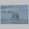 14_jeune_ours.jpg