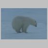 18_jeune_ours.jpg