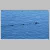 06_guillemots.jpg