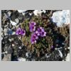 26_saxifrage_feuilles_opposées.jpg