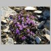 34_saxifrage_feuilles_opposées.jpg