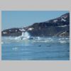 27_guillemots.jpg