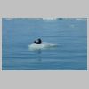 28_guillemot.jpg