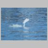 34_cygne.jpg